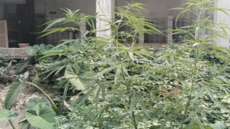 রায়গঞ্জের চান্দাইকোনায় পেট্রোল পাম্পের পেছনে গাজার গাছের সন্ধান