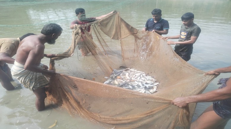 মাছের ঘেরে বিষ প্রয়োগে সর্বস্বান্ত যুবক, ৫ লাখ টাকার ক্ষতি