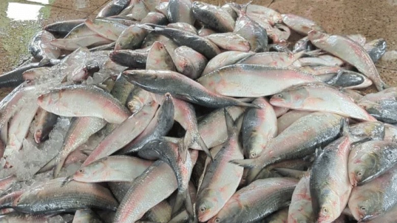 তজুমদ্দিনে প্রশাসনের নীরবতা: রাতের আঁধারে চলছে ইলিশ নিধনের মহোৎসব।