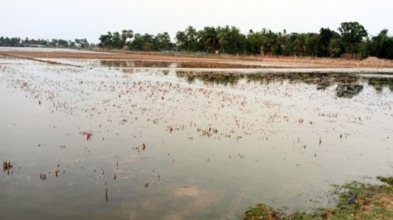 আশাশুনিতে রাতের আঁধারে ১০ হজার বিঘা ধানের জমিতে লোনাপানি তুলেছে দুর্বৃত্তরা