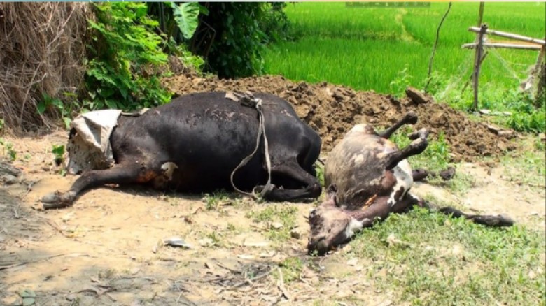 উল্লাপাড়ায় বিদ্যুৎ শর্টসার্কিটে গোয়ালঘরে আগুন, পুড়ে মারা গেল গরু