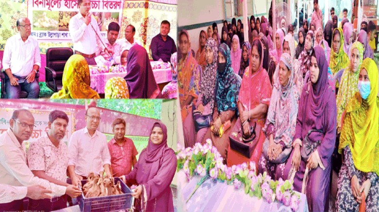 উল্লাপাড়ায় ব্র্যাকের উদ্যোগে প্রান্তিক পরিবারের মাঝে বিনা মূল্যে হাঁসের বাচ্চা বিতরণ