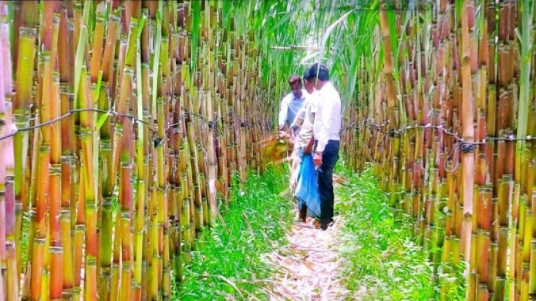 উল্লাপাড়ায় বাড়ছে আখ চাষ, বাম্পার ফলনে কৃষকদের মুখে হাসি