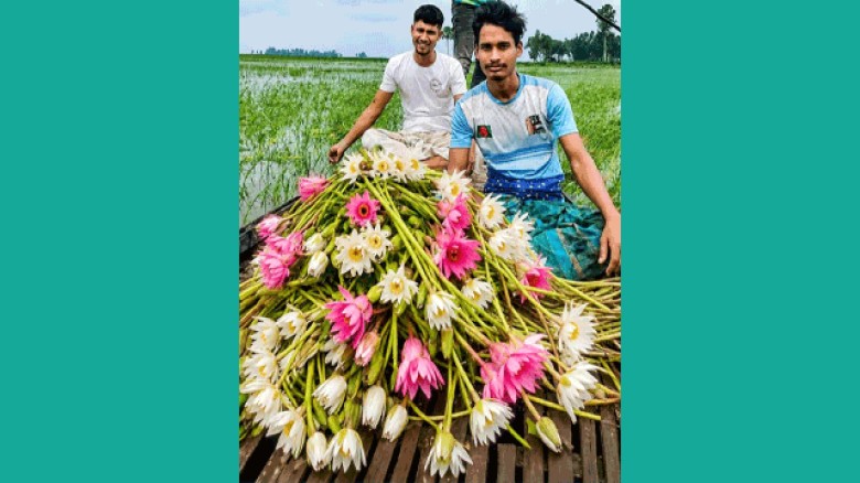 সিরাজগঞ্জের ঐতিহ্যবাহী চলনবিলে দৃষ্টি নন্দন  শাপলা ফুলের সমারোহ