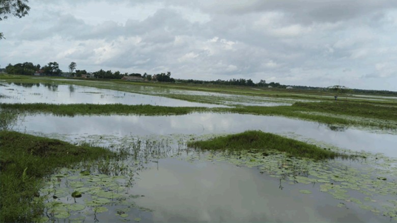 শ্যামনগরে ঝুুরঝুরি খাল আছে , নেই পানি নিষ্কাষনের ব্যবস্থা জলাবদ্ধতায় হাজার বিঘা ধান্য ফসলের জমি