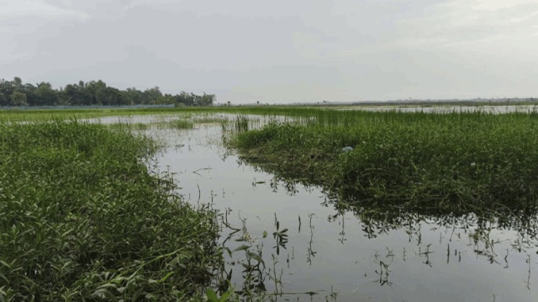 শ্যামনগরের ভেটখালী বিলে পানিতে জলাবদ্ধতা , কৃষকের মাথায় হাত