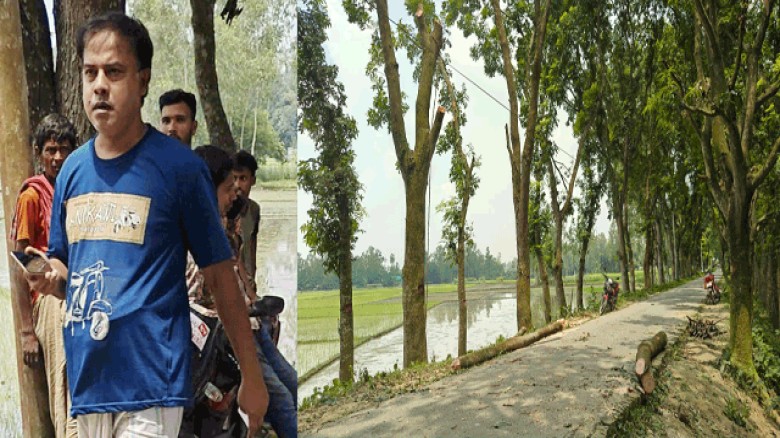 উল্লাপাড়ায় সরকারি রাস্তার পাশের গাছ কাটার অভিযোগ, কলেজ প্রভাষকের বিরুদ্ধে